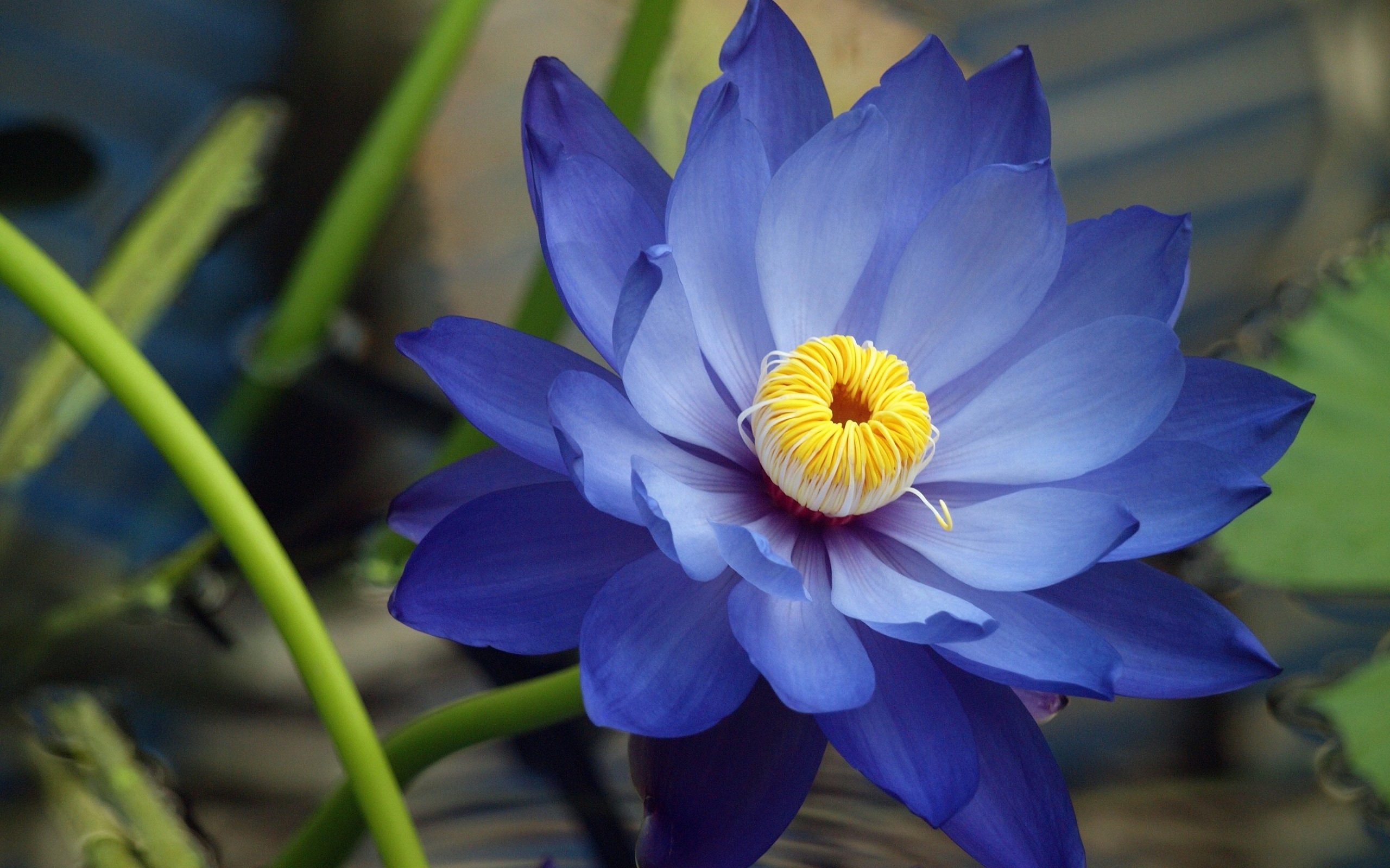 Blue Lotus